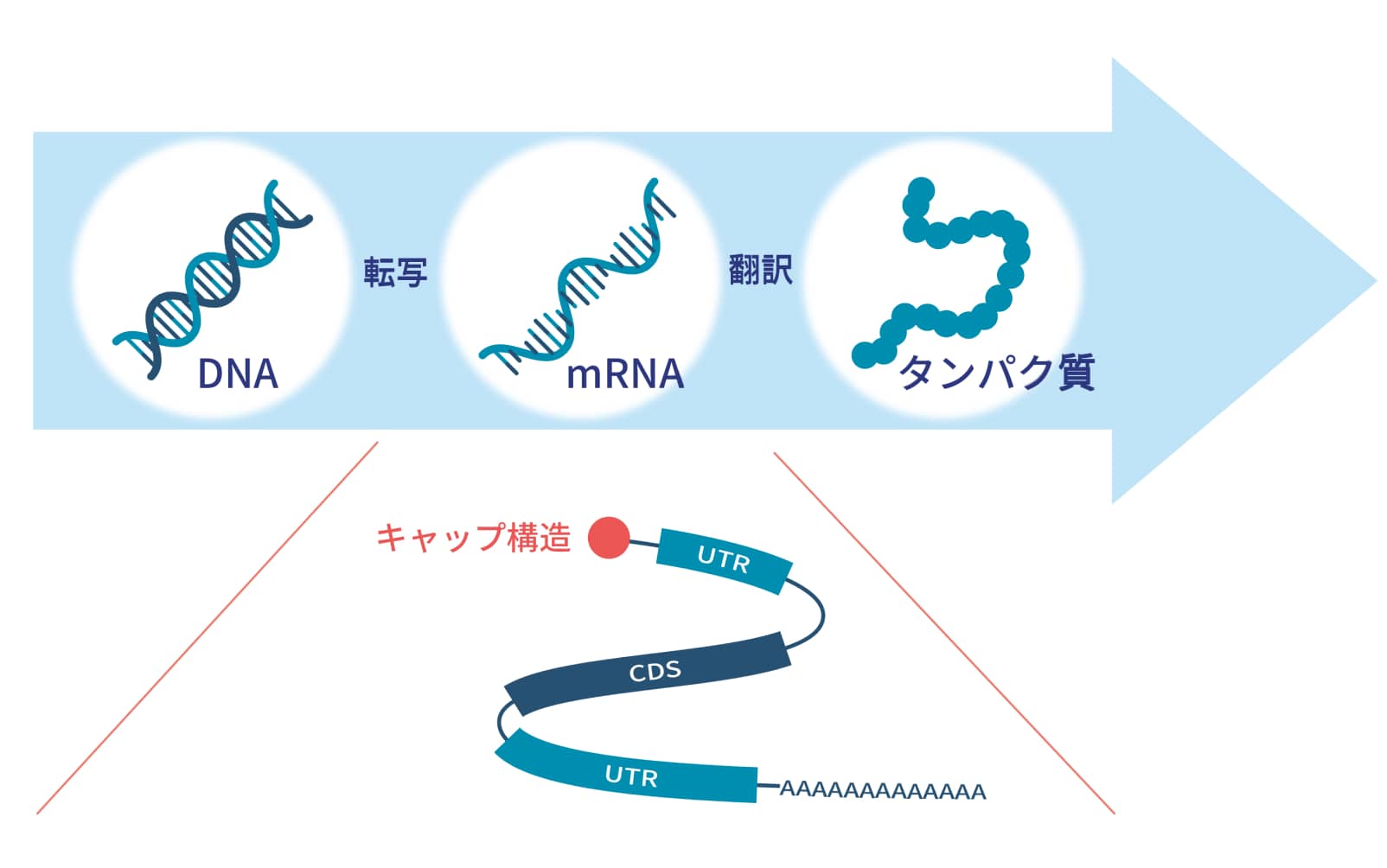 mRNAの説明