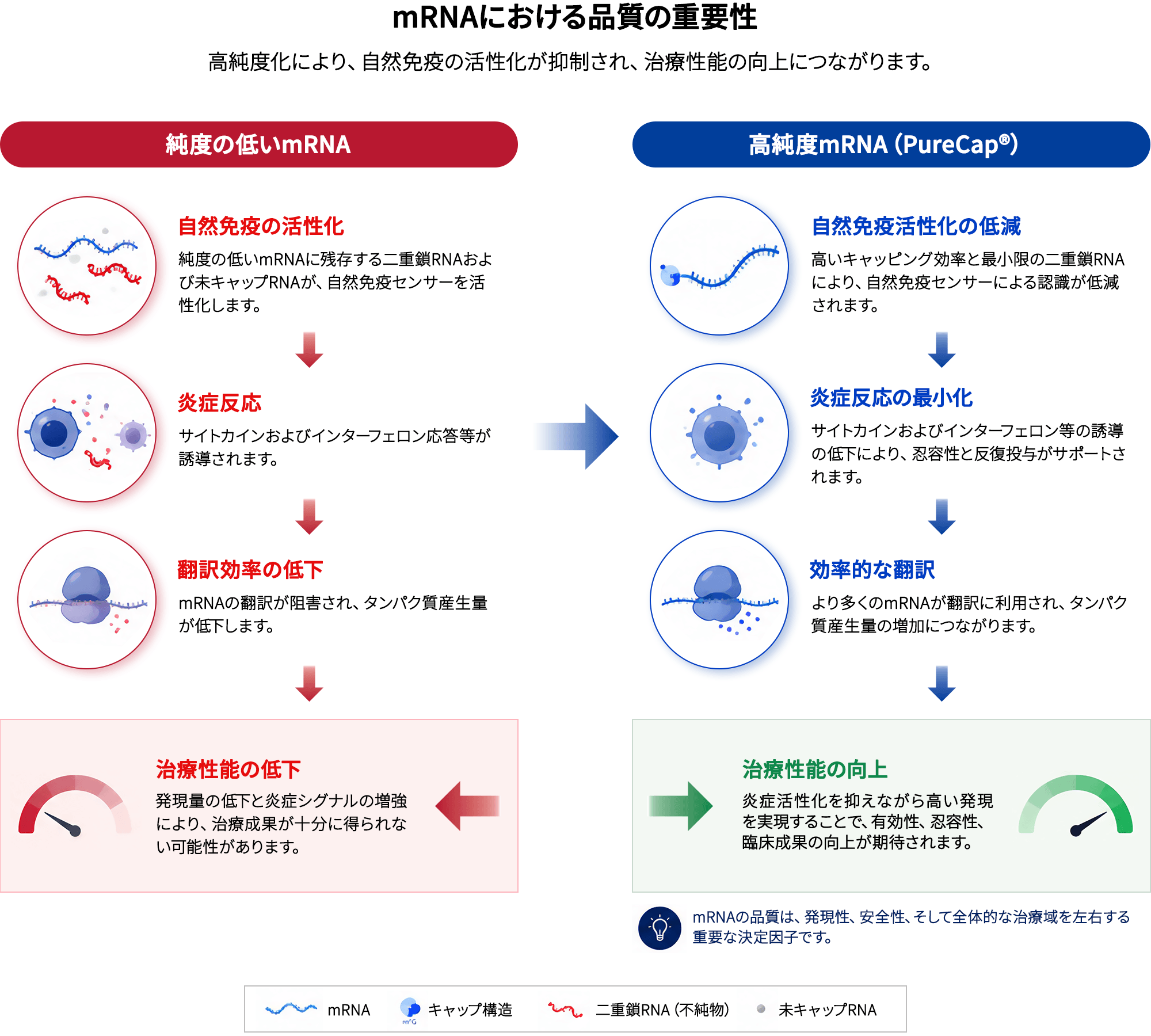 mRNAにおける品質の重要性